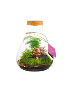 Ecosistema Erlenmeijer M 28 cm 2