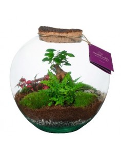 Ecosistema Moom M 28cm 2