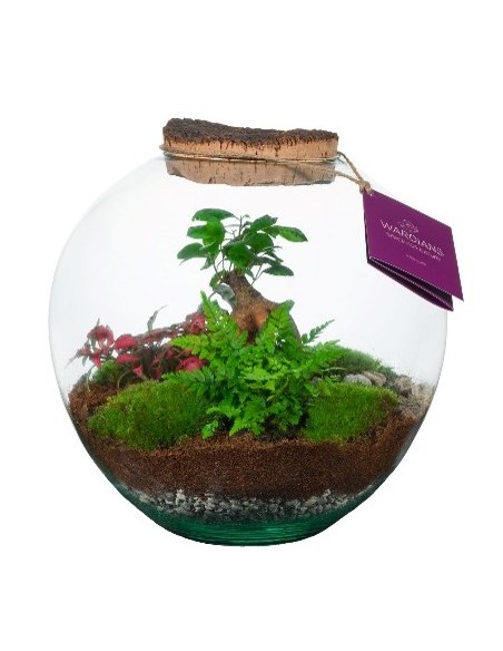 Ecosistema Moom M 28cm