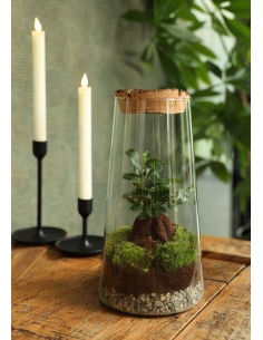 Ecosistema Tritón 17x30cm