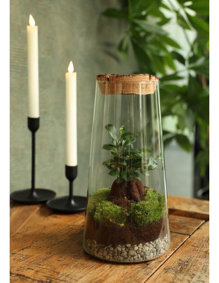 Ecosistema Tritón 17x30cm