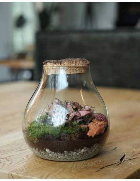 Ecosistema Halley M 16x20cm