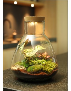 Ecosistema Erlenmeijer M 28 cm