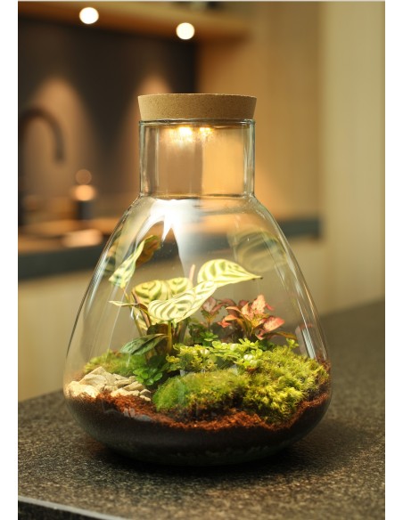 Ecosistema Erlenmeijer M 28 cm