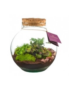 Ecosistema Venus L 2